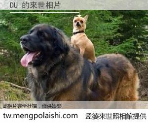 DU 來世的未來相片