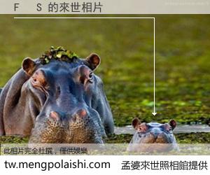 F   S 來世的未來相片