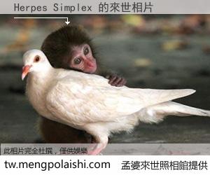 Herpes Simplex 來世的未來相片