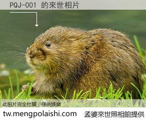 PQJ-001 來世的未來相片