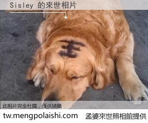 Sisley 來世的未來相片