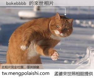 bokebbbb 來世的未來相片