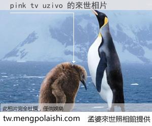 pink tv uzivo 來世的未來相片