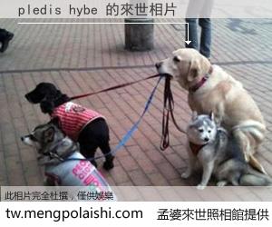 pledis hybe 來世的未來相片