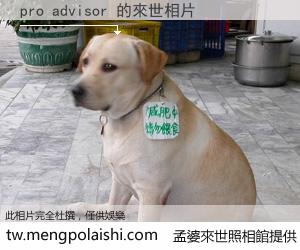 pro advisor 來世的未來相片