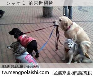 シャオミ 來世的未來相片