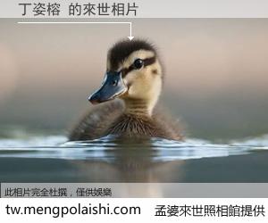 丁姿榕 來世的未來相片
