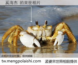 奚海杰 來世的未來相片