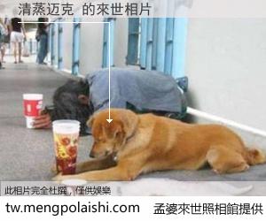 清蒸迈克 來世的未來相片