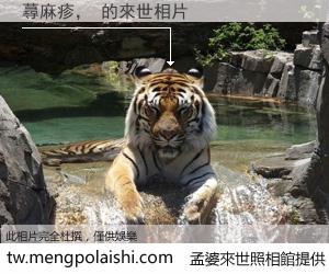 蕁麻疹， 來世的未來相片