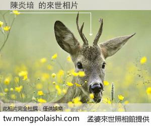 陳炎培 來世的未來相片