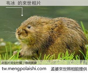 韦冰 來世的未來相片