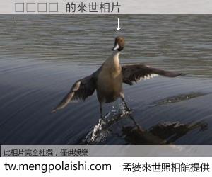 웨어레버 來世的未來相片