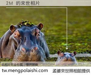 2Ｍ 來世的未來相片