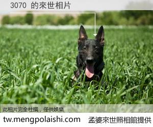 3070 來世的未來相片