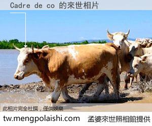 Cadre de co 來世的未來相片
