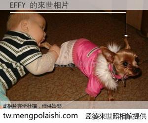 EFFY 來世的未來相片