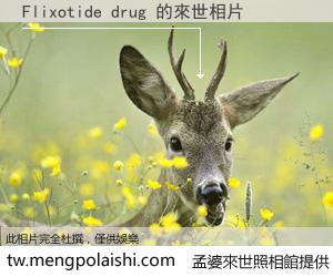 Flixotide drug 來世的未來相片