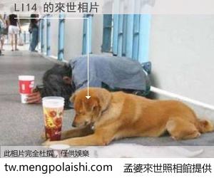 LI14 來世的未來相片