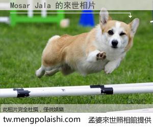 Mosar Jala 來世的未來相片