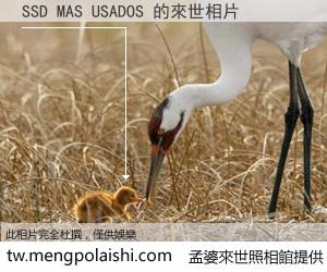 SSD MAS USADOS 來世的未來相片