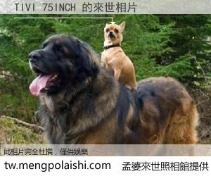 TIVI 75INCH 來世的未來相片