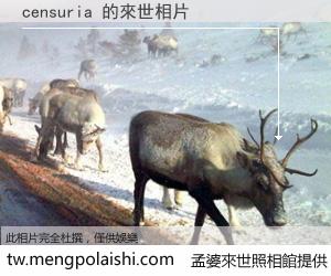 censuria 來世的未來相片