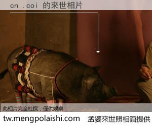 cn .coi 來世的未來相片
