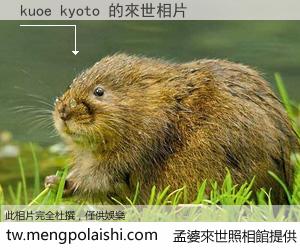 kuoe kyoto 來世的未來相片