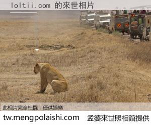 loltii.com 來世的未來相片