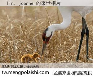 lin, joanne 來世的未來相片