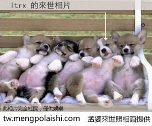 ltrx 來世的未來相片