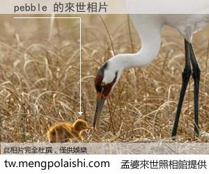 pebble 來世的未來相片