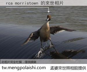 rca morristown 來世的未來相片