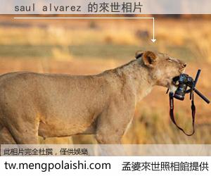 saul alvarez 來世的未來相片