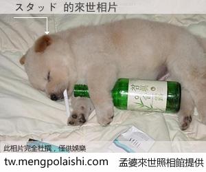 スタッド 來世的未來相片