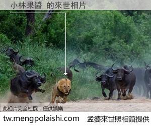 小林果醬 來世的未來相片