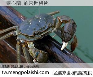 張心蘭 來世的未來相片