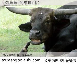 張拉拉 來世的未來相片