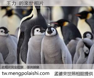 王力 來世的未來相片