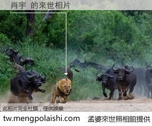 肖宇 來世的未來相片