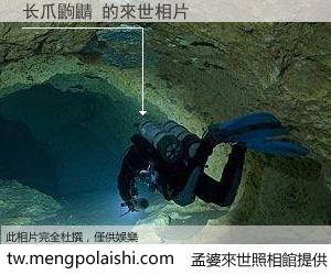 长爪鼩鼱 來世的未來相片