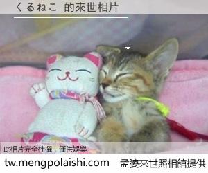 くるねこ 來世的未來相片