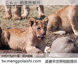 こんｐ 來世的未來相片