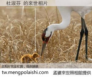 杜淑芬 來世的未來相片