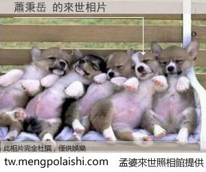 蕭秉岳 來世的未來相片