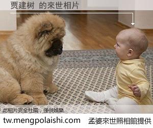 贾建树 來世的未來相片