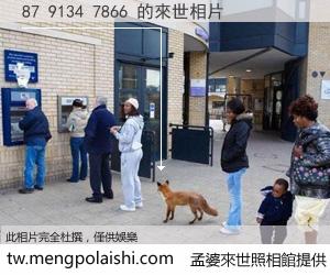 87 9134 7866 來世的未來相片