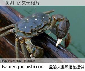 C.AI 來世的未來相片