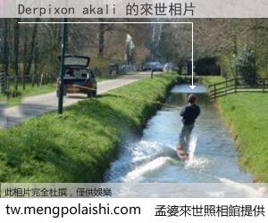 Derpixon akali 來世的未來相片